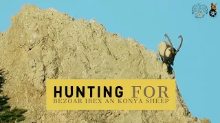 Hunting for Bezoar Ibex and Konya Sheep