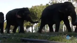 Circus elephants walk through downtown Miami