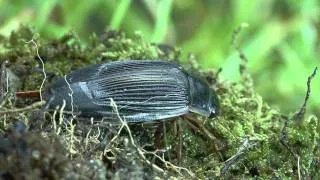 metamorphosis of Dytiscus marginalis