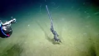 Stunning Siphonophore | Nautilus Live