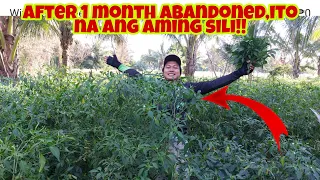 Sili Farming Update- Ito na ang Aming Sili After 1 Month na Napabayaan