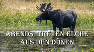 Sing with Karl- Abends treten Elche aus den Dünen [East Prussian Folk Song][+ English Traslation]