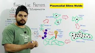 Fungus Like Protists | Plasmodial Slime Mold / Myxomycota |