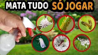 KILL EVERYTHING! Aphid, Cochineal, Caterpillar, Mite, Ant, Trips - Homemade Insecticide for Plants