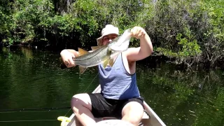 Jamie's big snook on the Hillsborough River