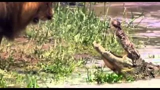 Лев не боится крокодила  Невероятно! Lion