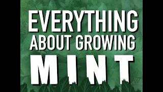MINT - COMPLETE VIDEO OF EVERYTHING YOU NEED TO KNOW - Thyme2Grow!