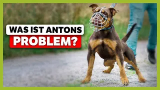 Aggressives Verhalten bei Tierschutzhund – Das ist der Grund  [LIVE BEISPIEL]