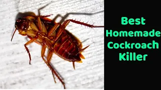 Homemade cockroach killer, Goodbye to cockroaches with this homemade trick, Get Rid Of Cockroaches