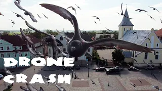 Падение дрона. Атака стаей голубей. Drone crash. Pigeon attack