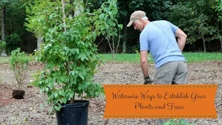 Waterwise Ways to Establish Your Plants and Trees