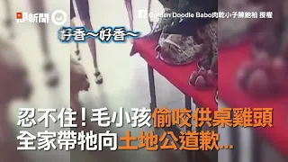 忍不住！毛小孩偷咬供桌雞頭　全家帶牠向土地公道歉...