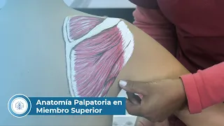 Anatomía Palpatoria: Musculatura en Miembro Superior