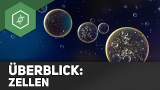 Zellen - Überblick