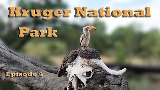 Satara Trip | Kruger National Park | Lioness attempting to hunt impala | Episode 4