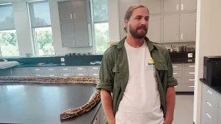 Python hunters in Naples, Florida, describe how they caught record snake