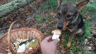 Дай Лиш Джекові понюхати Гриба і буде тобі щастя...гриби П'ятниця 29 вересня