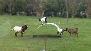 goats balancing on a flexible steel ribbon