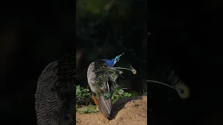 peacock dance 🦚🦚🦚