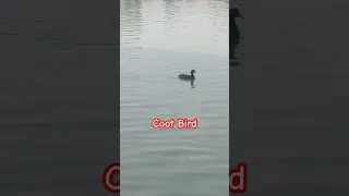 Coot Bird |वारकरी बदक #wildlife #solapur #nature #lakeview #birds #waterbirds#birdslovers #coots#बदक