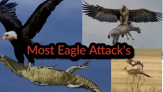 The Best Of Eagle Attacks | Most Amazing Moments Of Wild Animal Fights | Wild  Animals | GamerFea