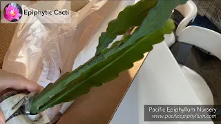 Unboxing from Pacific Epiphyllum Nursery