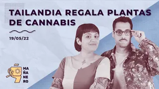 TAILANDIA REGALA PLANTAS DE CANNABIS / MAÑANERO EL MATINAL