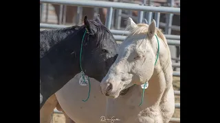 Wild Horses Returned to Freedom at Great Escape Mustang Sanctuary