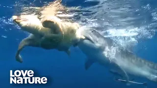 Sea Turtle Fights for Life in Tiger Shark Attack | Love Nature