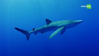 Почему Голубые акулы (Blue shark) — Prionace glauca считаются самыми «океаническими акулами» ?