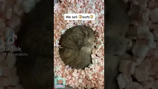 SCARED CATS FUNNY MOMENTS OF CATS STARTLED CATS, Source: https://www.tiktok.com/@kikiandkilo