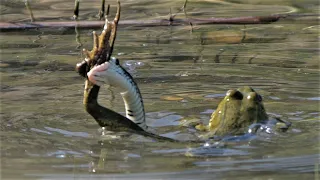 Dramatic fight between frog and grass snake / Dramatischer Kampf zwischen Frosch und Ringelnatter