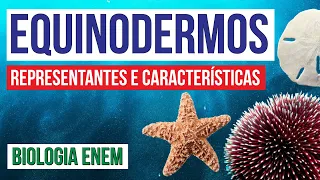 EQUINODERMOS: representantes e características | Biologia para o Enem | Cláudia de Souza Aguiar