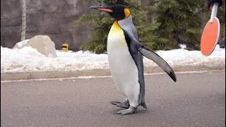 Calgary Zoo Penguin Walk Returns