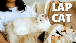 How to Turn Your Cat Into a Lap Cat | 6-Step Tutorial to Get Your Cat Sit on Lap