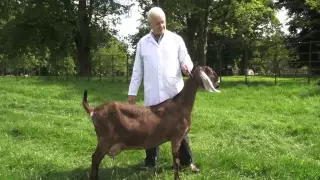 Goat Breeds (Breeds of goats in Britain. Video produced by the British Goat Society)