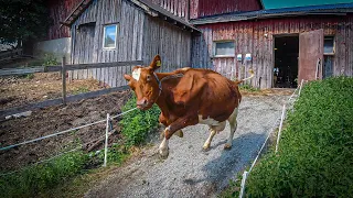 The happiest day of the year - happy cows being let out into the spring grass.