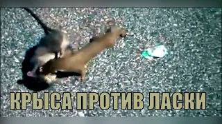 Крыса против ласки. Rat vs weasel. Крыса в деле