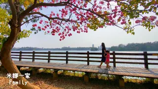 【景點】高雄  | 澄清湖  | 洋紅風鈴木  Kaohsiung | Clear Lake  | Safflower Wind Suzuki