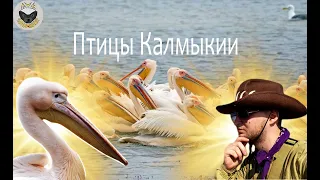 Считаем птиц в Калмыкии на озере Маныч-Гудило |  почти документальный фильм Книги Животных