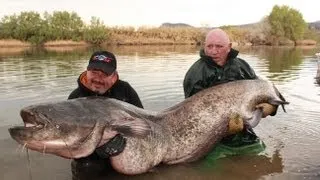 Catfish Record in Delta Ebro - HD by Catfish World