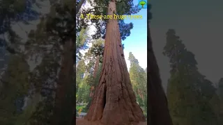 Facts about Giant Sequoia Trees...Trees for better life... Botany lovers
