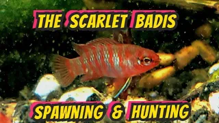 Caught on Film- Scarlet Badis Spawning & Hunting -Dario dario fish tank. The 1/2 Inch "Nano Cichlid"