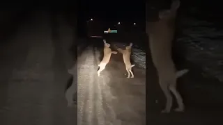 Драка ЗАЙЦЕВ на дороге. Мы были в шоке 😨