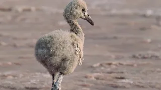 THE SADDEST DEATH ON EARTH - BABY FLAMINGO DIES