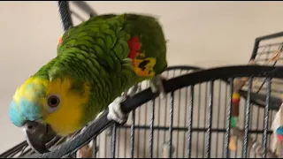 Blue-Fronted Amazon Parrot shouts to be let out of cage!