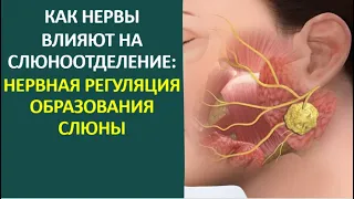 6. Как нервы влияют на слюноотделение: нервная регуляция образования слюны