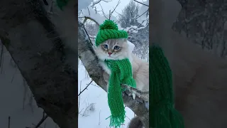 So Nice !! #funnycats #siberiancat #meow #funny #cat #winter #You Must Know #viral story #Wonderbot