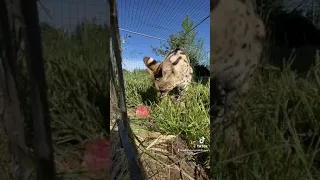 Baz Serval