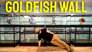 Building a GOLDFISH WALL (Also RIP Num Nums)